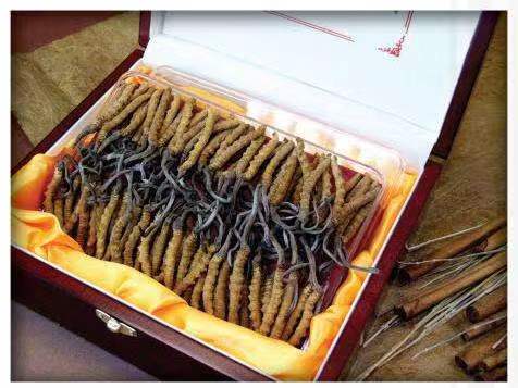 福海冬虫夏草回收